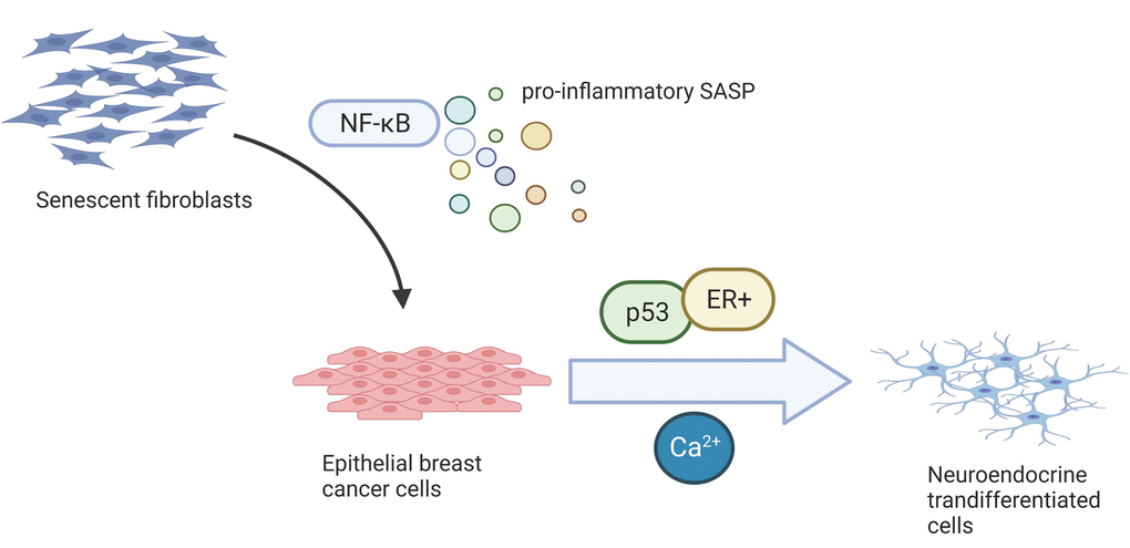 The senescence-associated secretory phenotype induces neuroendocrine ...