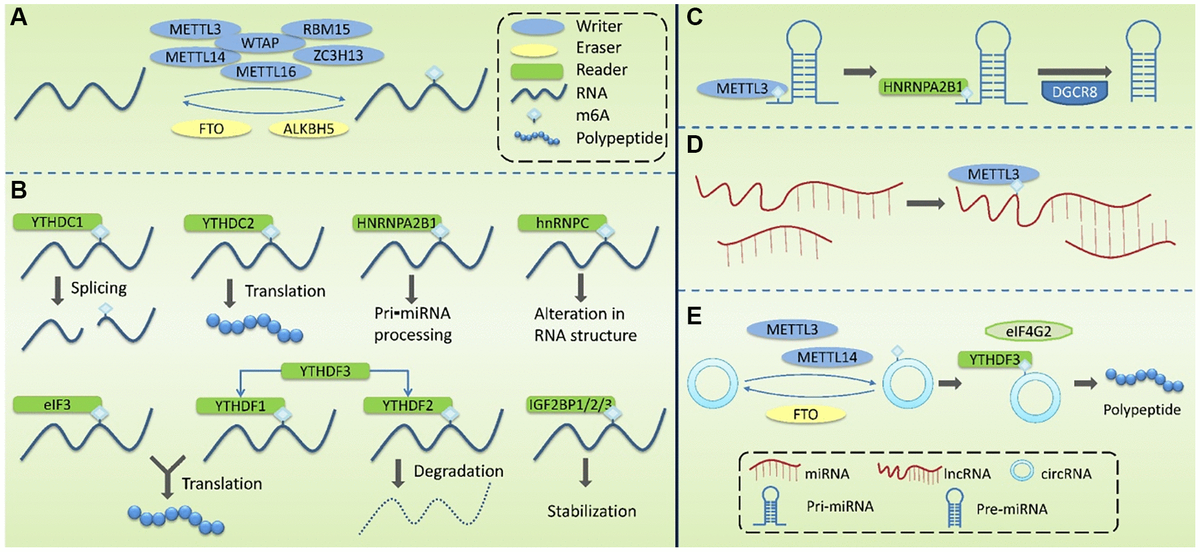 Insights Into N6-methyladenosine (m6A) Modification Of Noncoding RNA In ...