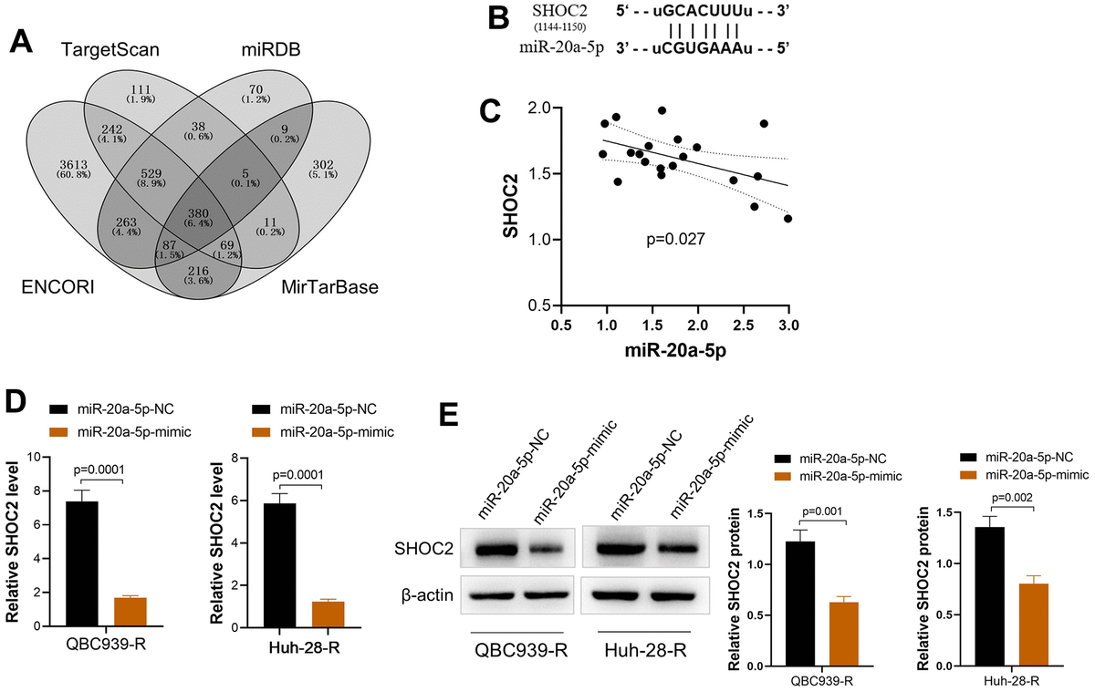 LncRNA FALEC Increases The Proliferation, Migration And Drug Resistance ...