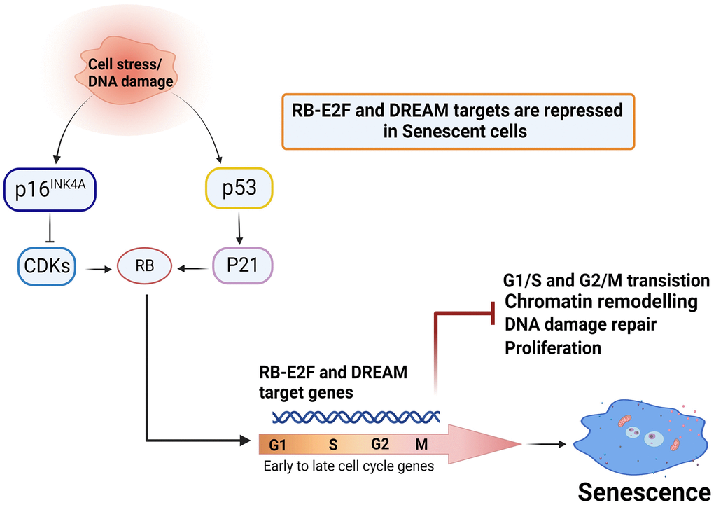 Key Elements Of Cellular Senescence Involve Transcriptional Repression