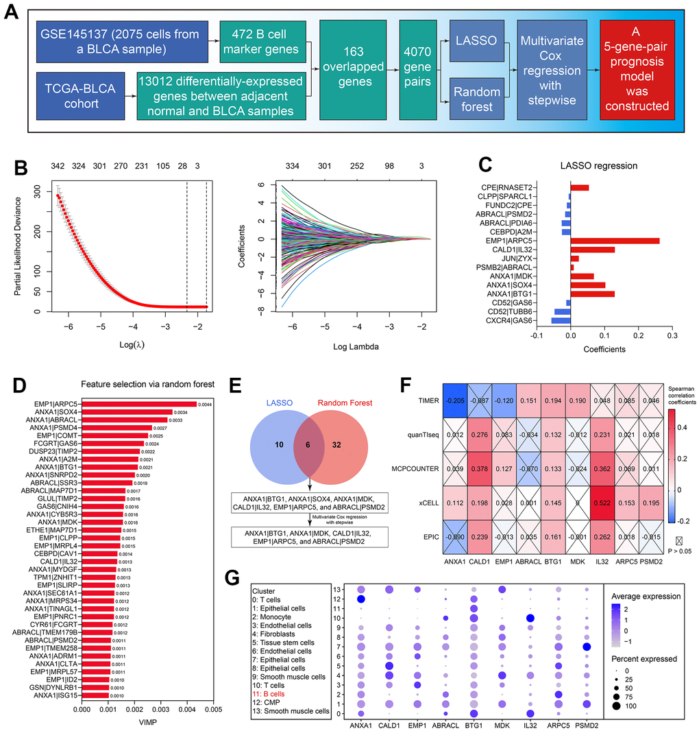 Construction And Experimental Validation Of A B Cell-related Gene ...