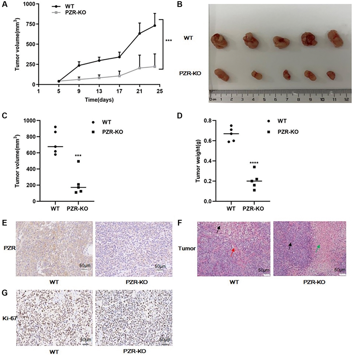 PZR Promotes Tumorigenicity Of Lung Cancer Cells By Regulating Cell ...