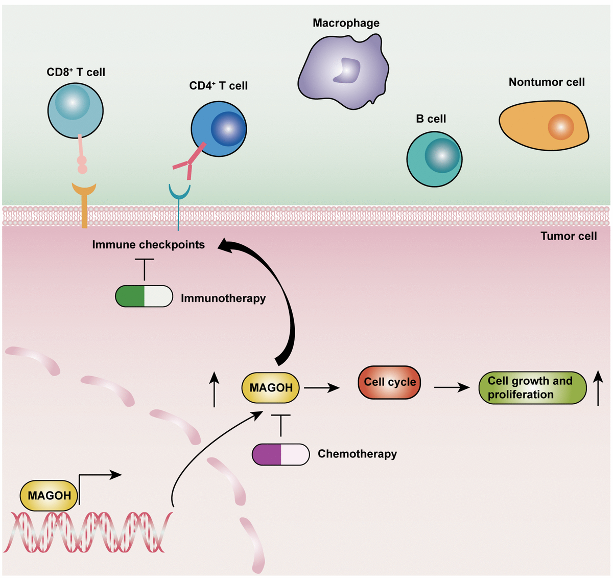 MAGOH is correlated with poor prognosis and is essential for cell ...