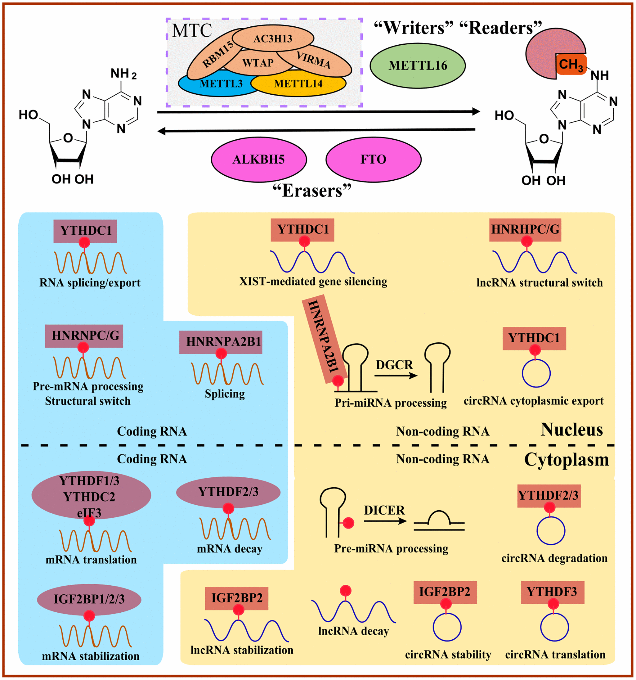 Crosstalk between m6A and coding/non-coding RNA in cancer and detection ...