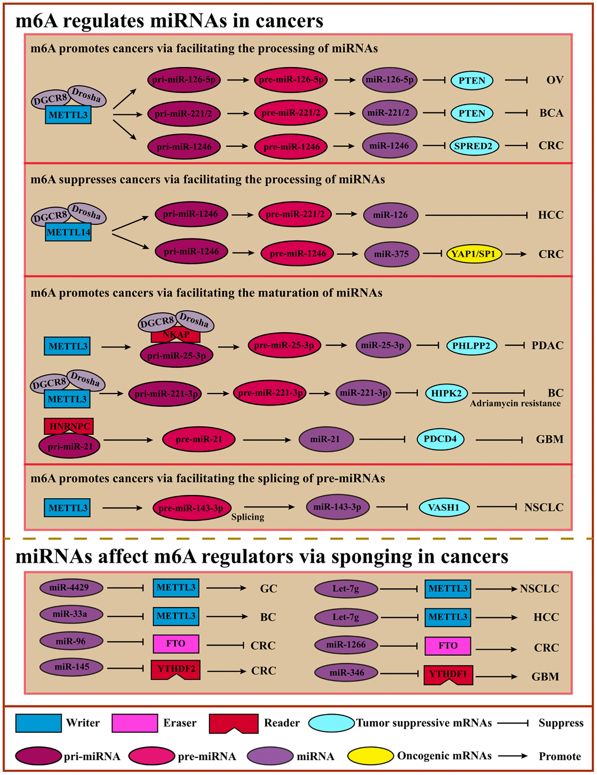 Crosstalk Between M6A And Coding/non-coding RNA In Cancer And Detection ...