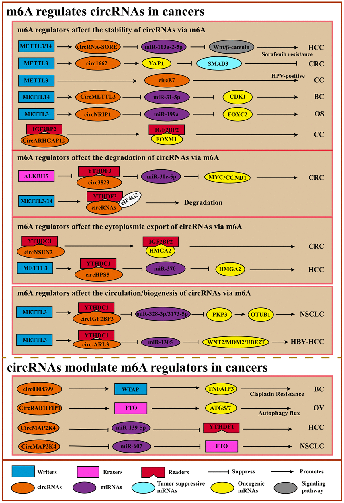 Crosstalk Between M6A And Coding/non-coding RNA In Cancer And Detection ...