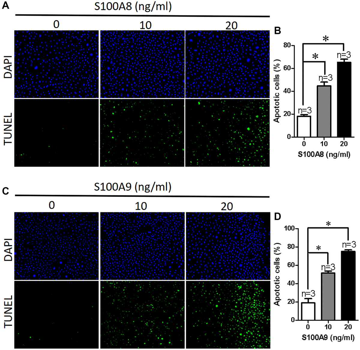 Neutrophil Derived S100a8a9 Promotes Apoptosis Of Intestinal