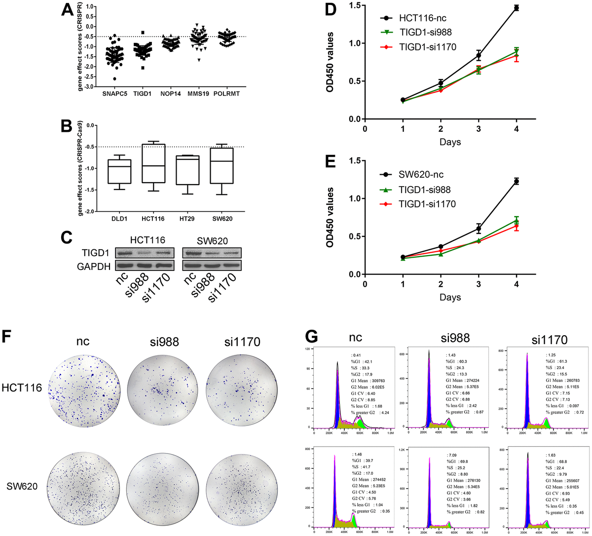 exploring-cancer-dependency-map-genes-and-immune-subtypes-in-colon