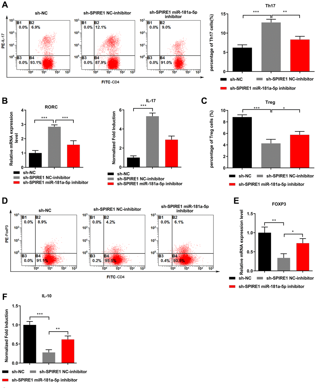 miR-181a-5p inhibition reversed the influence of LncRNA SPIRE1 knockdown in mouse mandibular BM-MSCs on modulating Th17/Treg balance. (A–F) Normal mandibular BM-MSCs were transfected with plasmids expressing negative control shRNA or LncRNA SPIRE1-specific shRNA. At 48 hours after transfection, the LncRNA SPIRE1 knockdown BM-MSCs were further transfected with NC-inhibitor or miR-181a-5p-specific inhibitor. Pre-activated CD4+ T cells were co-cultured with the indicated BM-MSCs under the Th17 (A–C) or Treg (D–F) polarization condition. Representative flow cytometry profiles of Th17 (A) and Treg (D) populations, and their percentages are shown. The mRNA levels of RORC (B) or FoxP3 (E), and the levels of IL-17 (C) or IL-10 (F) in supernatants were quantitated by qPCR and ELISA, respectively. n = 3 for each group; *P **P ***P 