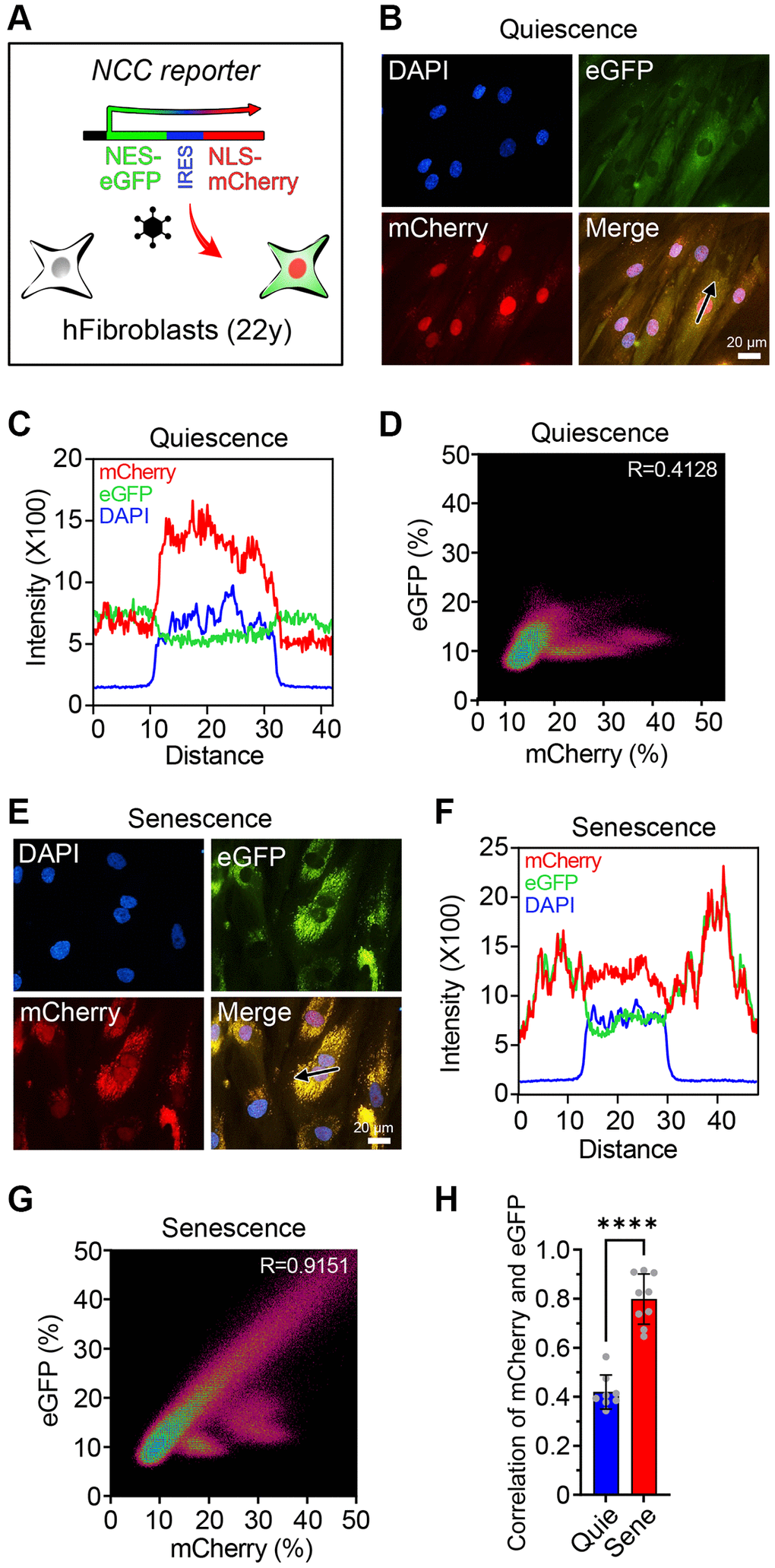 Cellular fluorescence intensity and cell size as a function of