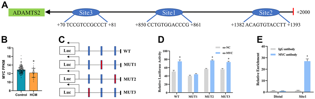 Identification of TGF-β-related genes in cardiac hypertrophy and 