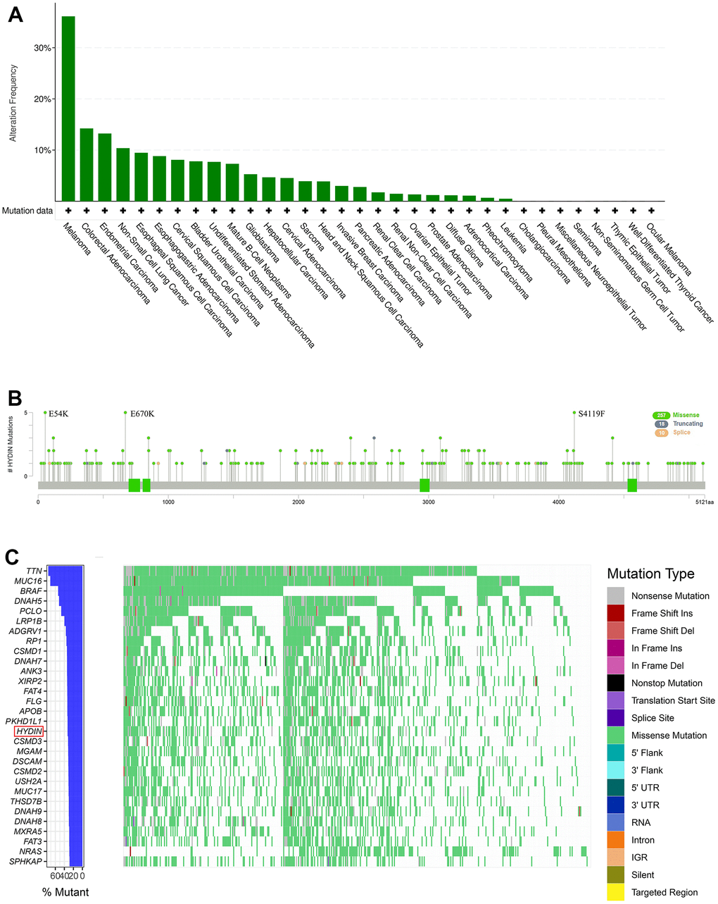 Mutation profile of HYDIN in melanoma. (A) Prevalence of HYDIN mutations across various cancers. (B) Mutation diagram of HYDIN in melanoma. (C) The gene mutation panoramas of the TCGA-SKCM cohort.