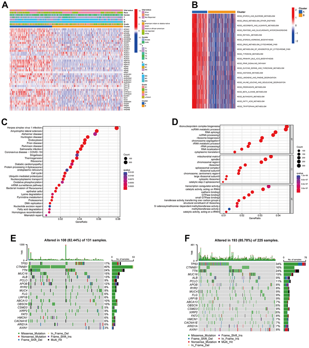 Clinicopathological features, enrichment analysis and mutation landscape of two TRPGs clusters. (A) Differences in clinicopathologic characteristics and expression levels of TRPGs between the two subtypes. (B) GSVA of biological pathways between two subtypes. (C) GO enrichment analysis showing the BP, CC, and MF of two TRGs subtypes. (D) The bubble plot depicted the KEGG pathway enrichment analysis of the two clusters. (E) Mutation landscape of TRPGs cluster A. (F) Mutation landscape of TRPGs cluster B. GSVA, gene set variation analysis; GO, gene ontology; BP, biological process; CC, cellular component; MF, molecular function; KEGG, Kyoto Encyclopedia of Genes and Genomes; TRPGs, tryptophan metabolism-related genes.