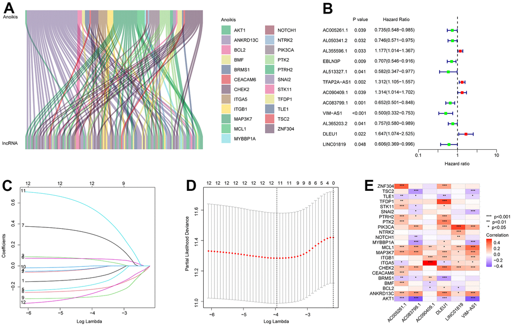 Identification of prognostic ARLs in CM. (A) Identification of ARLs in CM. (B) Univariate Cox regression analysis shows that 12 ARLs are associated with OS rate. (C, D) LASSO shows the optimal coefficients and minimum lambda of the prognostic ARLs. (E) Correlation analysis of the ARLs and anoikis genes.