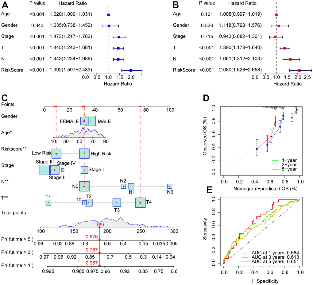 Independent prognosis analysis of the ARLs prognostic signature and clinicopathological characteristics. (A) Univariate Cox regression shows that age, stage, T, N, and risk score are connected with OS in CM. (B) Multivariate Cox regression suggests that T, N, and risk score are independent prognostic indicators for CM. (C) Nomogram model construction based on the different clinicopathological characteristics and ARLs prognostic signature. (D) The calibration curve shows the consistency between the predictive power and actual survival of 1, 3, and 5 years. (E) Time-dependent ROC curves show the AUC at 1, 3, and 5 years.