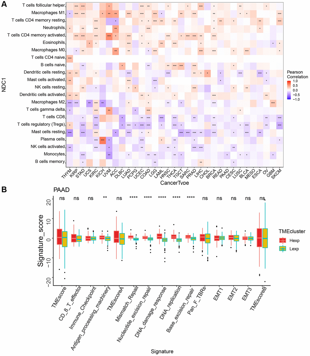 (A) Correlation between NDC1 expression and immune cell infiltration (CIBERSORT) (red represents positive correlation, and blue represents negative correlation). (B) TME analysis in PAAD (red for high-expression and yellow-green for low-expression).