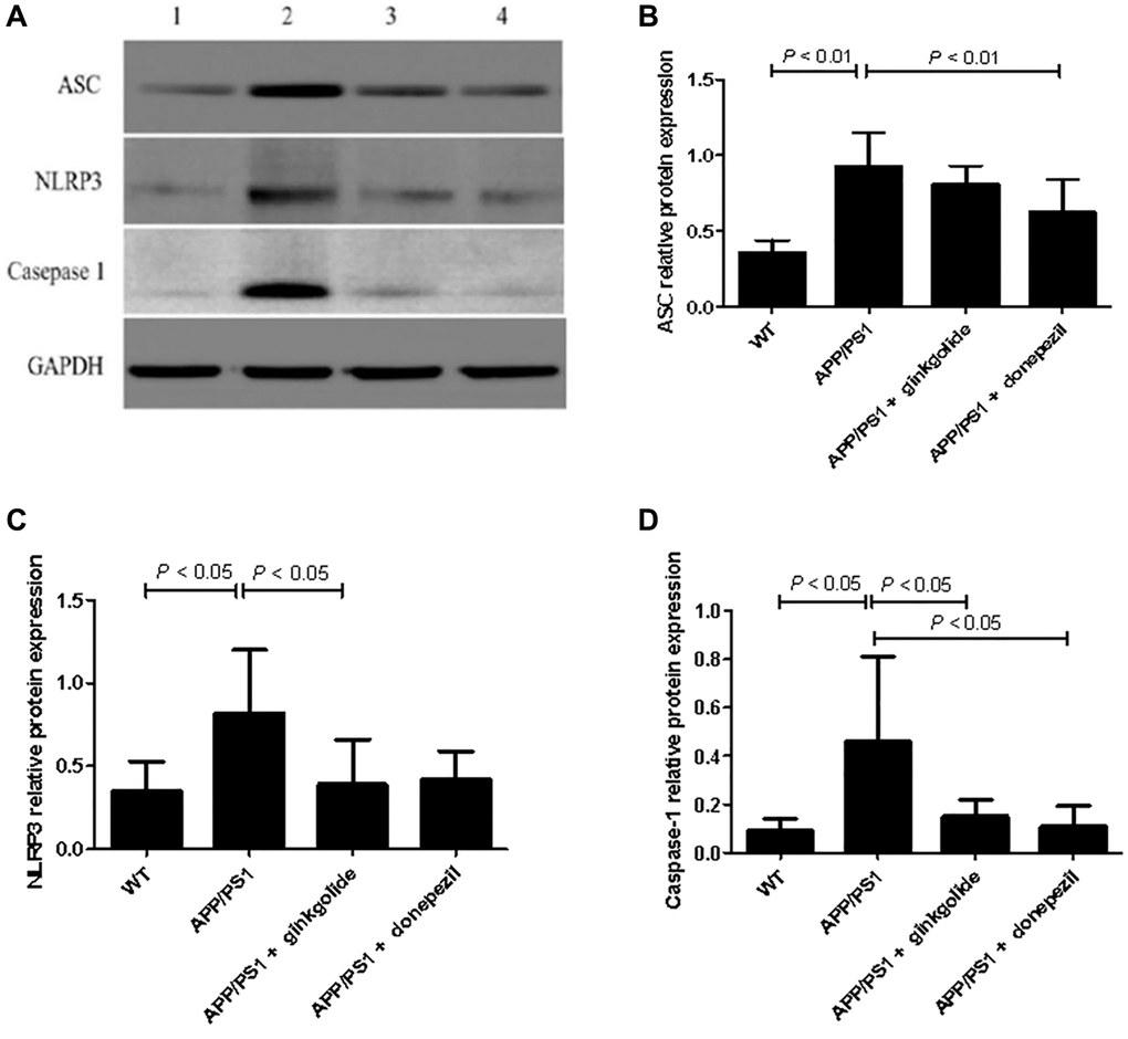 Detection of intracellular protein expression of ASC, NLRP3, and caspase-1 by western blotting. (A) Western blotting. Lane 1, WT group (treated with normal saline); lane 2, APP/PS1 group (treated with normal saline); lane 3, APP/PS1 + ginkgolide group (treated with 1.75 mg/kg ginkgolide); lane 4, APP/PS1 + donepezil group (treated with 0.65 mg/kg donepezil). (B–D) Effects of ginkgolide on the protein levels of ASC, NLRP3, and caspase-1 in the brains (hippocampus and cortex) of APP/PS1 transgenic mice. Data are presented as mean ± standard deviation. Abbreviations: ASC: apoptosis-associated speck-like protein containing a CARD; APP/PS1: amyloid precursor protein/presenilin 1; NLRP3: nucleotide-binding oligomerization domain-like receptor family pyrin domain-containing 3; WT: wild-type.