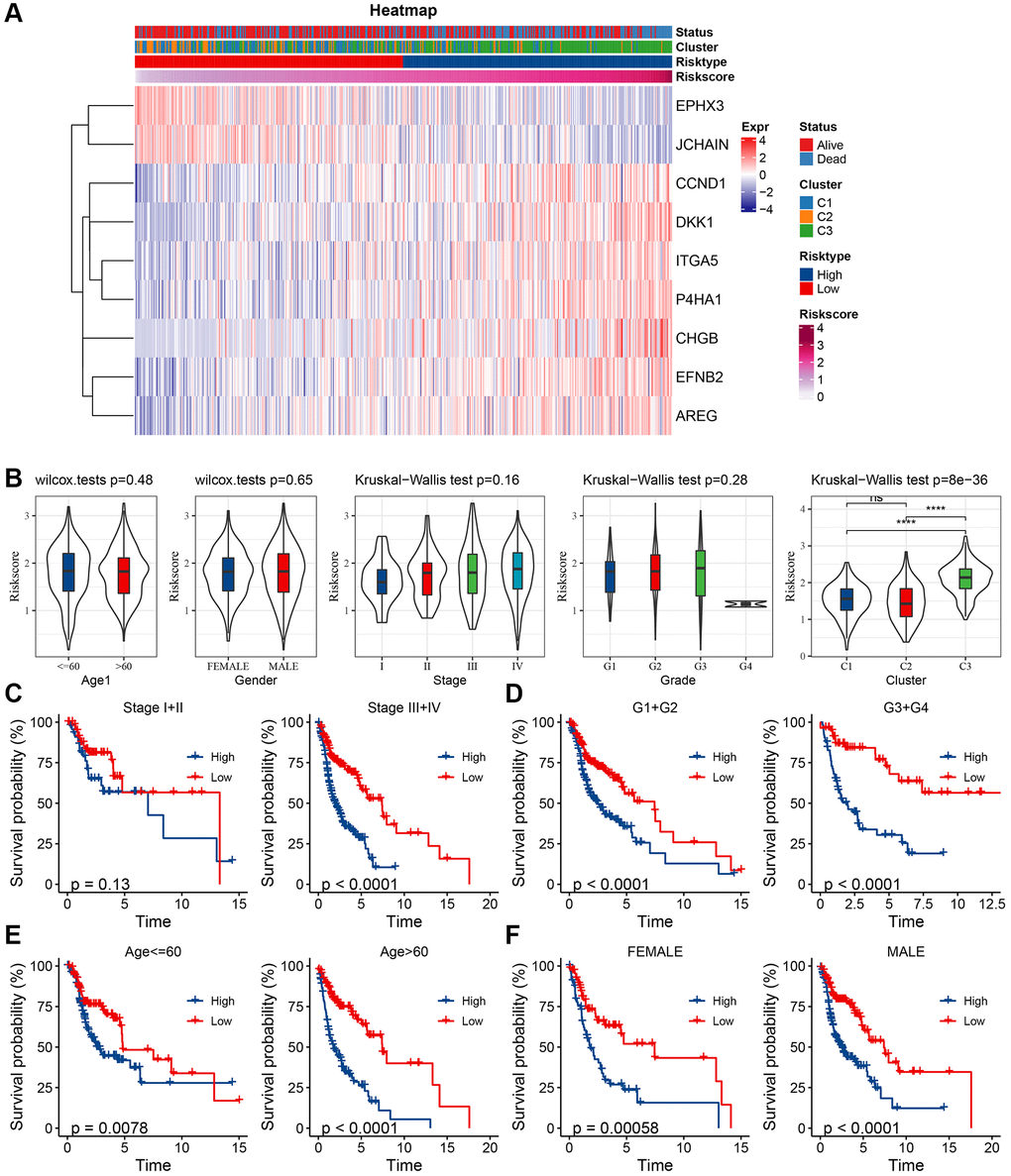 Clinical characteristics between risk groups. (A) Key gene expression in relation to clinical characteristics and RiskScore; (B) Differences between RiskScore between clinicopathological subgroups in TCGA-HNSC cohort; (C) KM curves between RiskScore of the high- and low-risk groups for different stages in TCGA-HNSC cohort; (D) KM curves between RiskScore high- and low-risk groups for grades in TCGA-HNSC cohort grade; (E) KM curves between RiskScore high- and low-risk groups of age groups in TCGA-HNSC cohort; (F) KM curves between the RiskScore of high- and low-risk of different genders in TCGA-HNSC cohort.