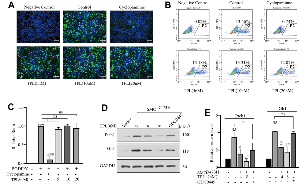 Triptolide overcomes SMO mutant-induced drug resistance. (A–C) The BODIPY-cyclopamine (5 nM) competitive binding assay was separately examined by fluorescent microscope and flow cytometry, Cyclopamine (5 μM) was used as a positive control. (C) Quantification of flow cytometry following BODIPY-cyclopamine competitive binding assay analysis was exhibited. Scale bar: 100 μm. (D, E) Western blot was used to detect the effect of TPL on the expression of Gli1 and ptch1 in NIH3T3 cells after overexpression of SMO473H, and GDC0449 (1 μM) was used to control. All results were derived from three independent repeated experiments and represented by mean ± SD, * p p p p p p 