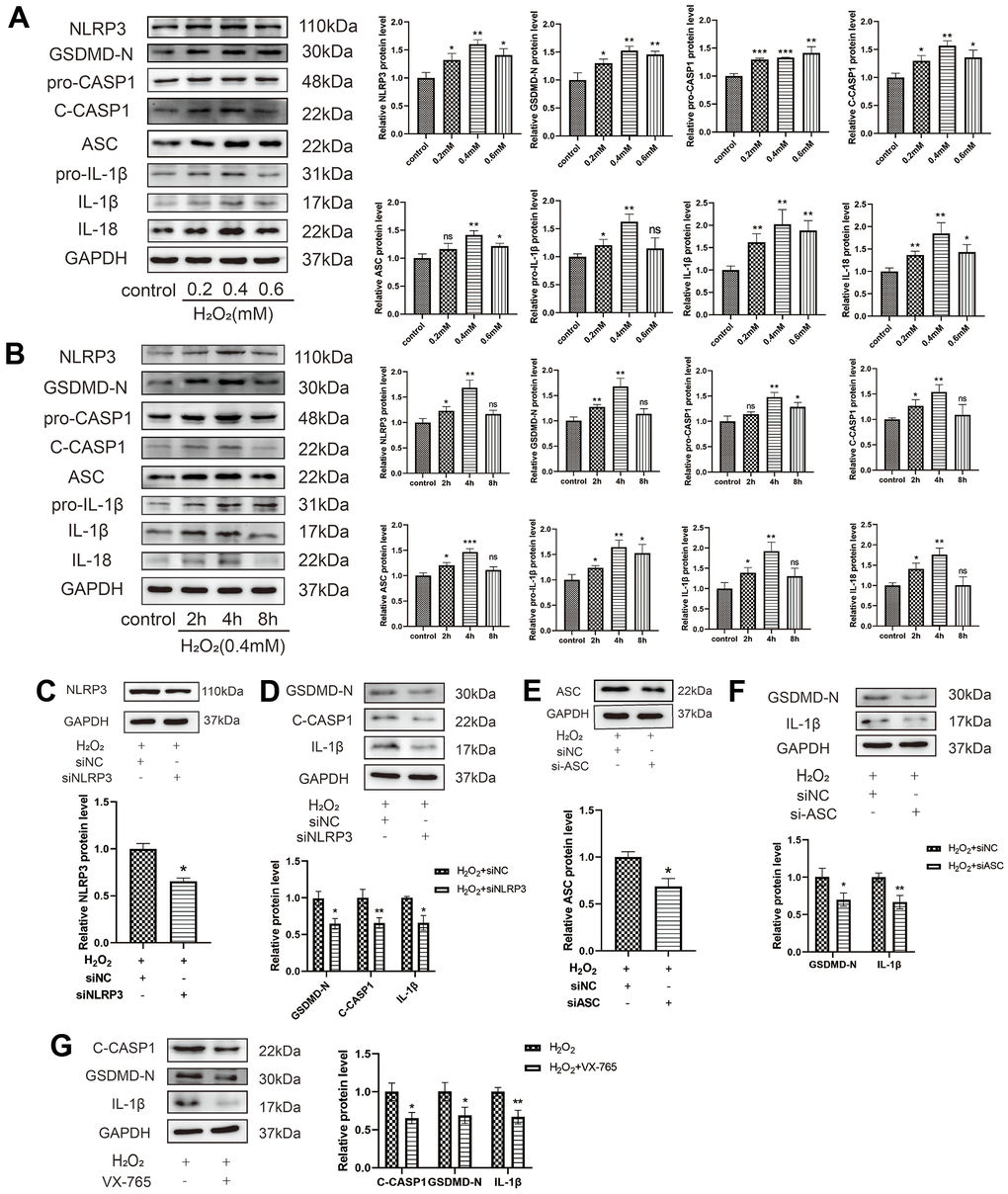 Oxidative stress induces HAEC pyroptosis. (A) HAECs were treated with 0, 0.2, 0.4, or 0.6 mM H2O2 for 4 h, and the pyroptosis-related proteins were assessed via western blot analysis. H2O2-induced HAEC pyroptosis in a dose-dependent manner. (B) HAECs were treated with H2O2 (0.4 mM) for different durations (0 h, 2 h, 4 h, 8 h) and the pyroptosis-related proteins were assessed via western blot. H2O2 induced HAEC pyroptosis in a time-dependent manner. (C) Western blot revealing the downregulation of the NLRP3 protein in HAECs treated with siNLRP3 via transient transfection. (D) Western blot demonstrating the decreased protein levels of GSDMD-N, C-caspase-1, and IL-1β in HAECs transduced with siNLRP3 compared with cells transduced with NC under H2O2 treatment. (E) Western blot demonstrating the downregulation of the ASC protein in HAECs treated with siASC via transient transfection. (F) Western blot demonstrating the decreased protein levels of GSDMD-N and IL-1β in HAECs transduced with si-ASC compared with cells transduced with NC under H2O2 treatment. (G) Western blot demonstrating the decreased protein levels of C-caspase-1, GSDMD-N, and IL-1β in HAECs treated with VX-765 compared with cells without VX-765 under H2O2 treatment. Data are presented as mean ± SD (n=3). (*p2O2 or H2O2+siNC, **p2O2 or H2O2+siNC, ***p