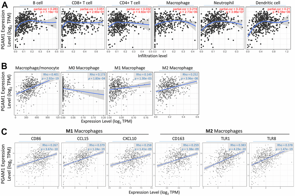 Investigating the link between PGAM1 and immunization. (A) TIMER analysis determines the correlation between PGAM1 expression and six different immune cells in KIRC. (B) The correlation between PGAM1 levels and various types of macrophages is assessed. (C) Additionally, the correlation between PGAM1 and genes related to macrophages is investigated.