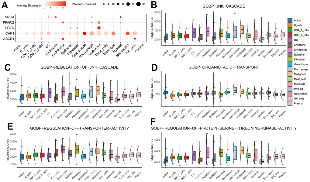 Hub gene was analyzed at the single-cell level. (A) Hub gene expression in individual cell types; (B–F) 5 BP enrichment scores in each cell type.