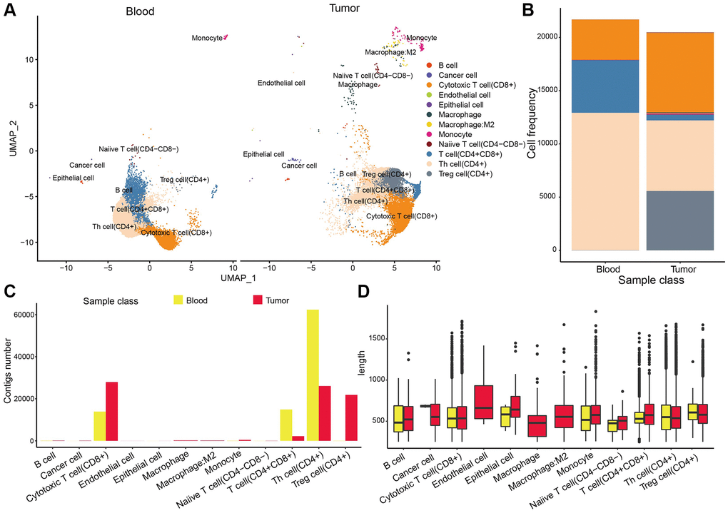 TCR repertoire analysis. (A) The distribution of TCR in different cell types. (B) The cell percentages of TCR in tumor samples. (C, D) TCR colony numbers and length in different types cell of tumor samples.