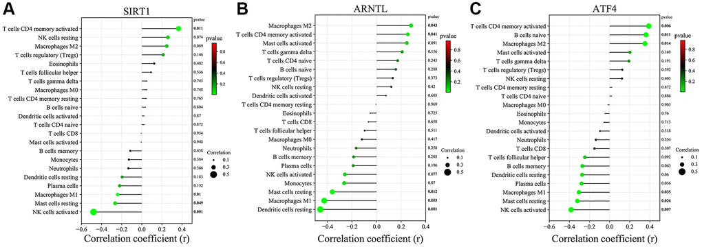 Correlation of key CRGs in skin tissue with immune cell infiltration. (A) SIRT1. (B) ARNTL. (C) ATF4.