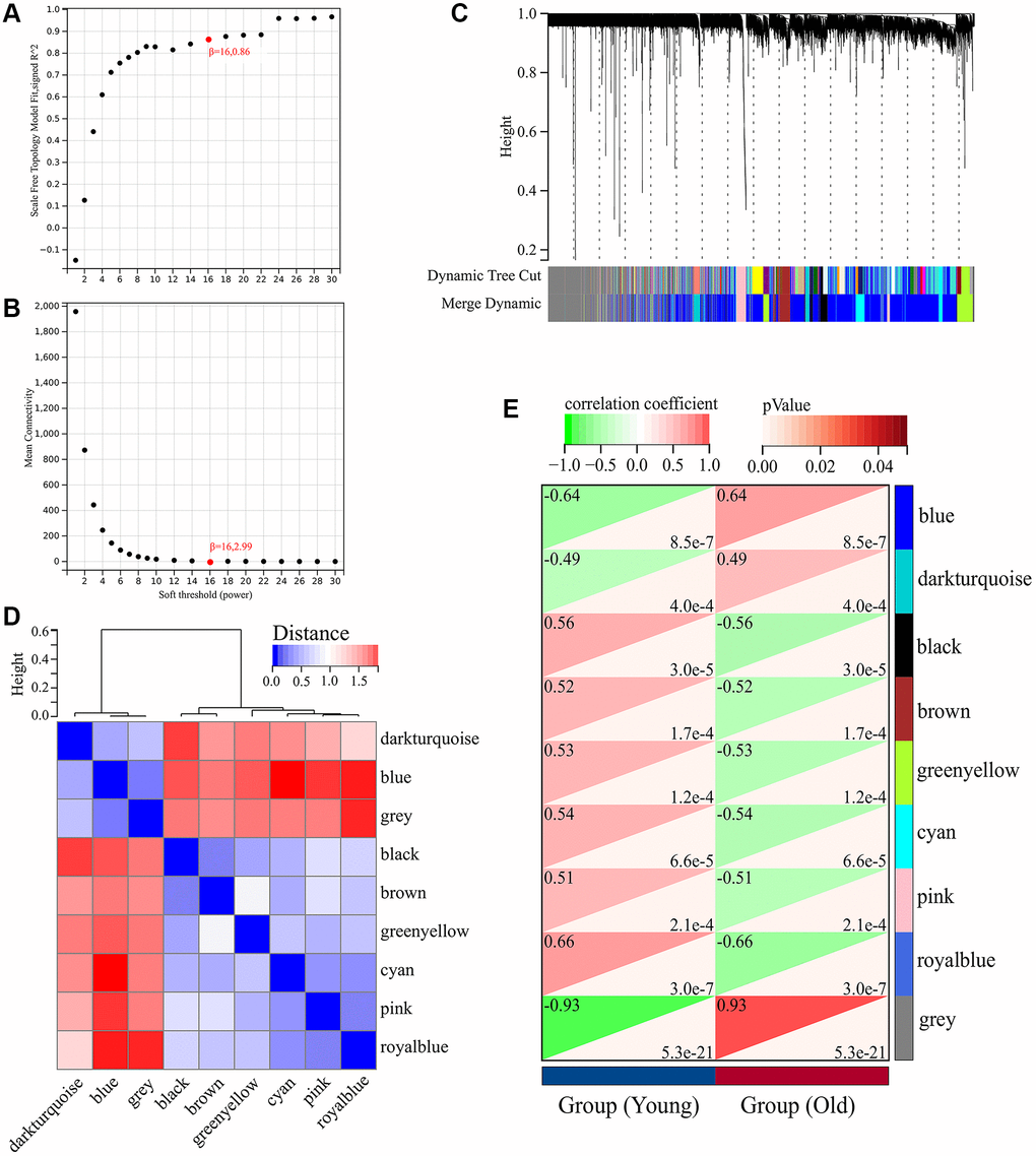 Weighted gene co-expression network analysis (WGCNA) of DEGs in GSE85358 dataset. (A) Scale independence as a function of soft threshold power. (B) Mean connectivity as a function of soft threshold power. (C) Cluster dendrogram. Each color represents a specific co-expression module. (D) Heat map plot showing the connectivity of module eigengenes (MEs). (E) Heat map of the correlation between MEs and clinical traits (Skin aging).