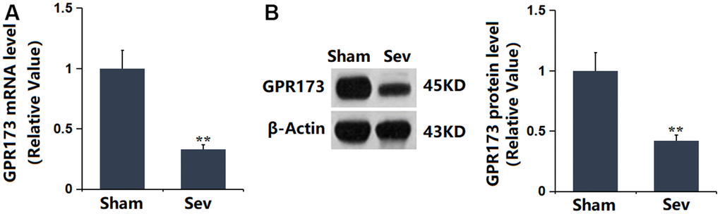 The expression of GPR173 was repressed in the hippocampus tissue of Sevoflurane (Sev)-treated rats. (A) mRNA of GPR173 was measured by real-time PCR; (B) Protein of GPR173 as measured by western blots (n=6, *, **, P0.05 or 0.01 vs. sham group).