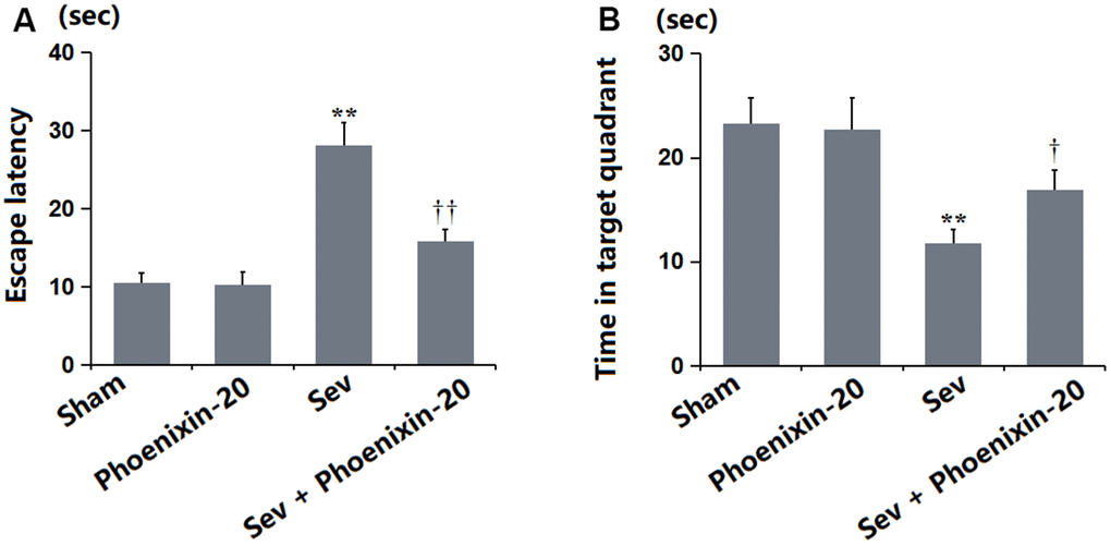 Phoenixin-20 attenuated Sev-induced learning and memory impairments in rats. (A) Escape latency (sec). (B) Time in target quadrant (sec) (n=6, *, **, P or 0.01 vs. sham group; †, ††, P0.05 or 0.01, vs. Sev group).