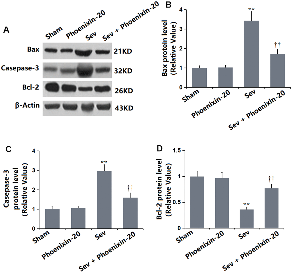 Phoenixin-20 alleviated the apoptosis in the hippocampus tissue of Sev-treated rats. (A) Protein level was determined using western blots. (B) Analysis of (A) Bax, (C) Casepase-3 and (D) Bcl-2 (n=6, *, **, P or 0.01 vs. sham group; †, ††, P0.05 or 0.01, vs. Sev group).
