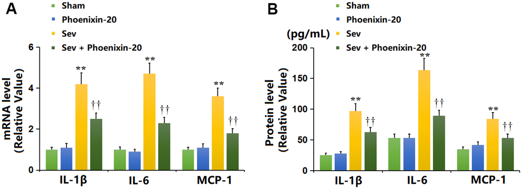 Phoenixin-20 repressed the release of inflammatory cytokines in the hippocampus tissue of Sev-treated rats. (A) mRNA level of IL-1β, IL-6, and MCP-1. (B) Protein level of IL-1β (pg/mL), IL-6 (pg/mL), and MCP-1 (pg/mL) (n=6, *, **, P or 0.01 vs. sham group; †, ††, P0.05 or 0.01, vs. Sev group).