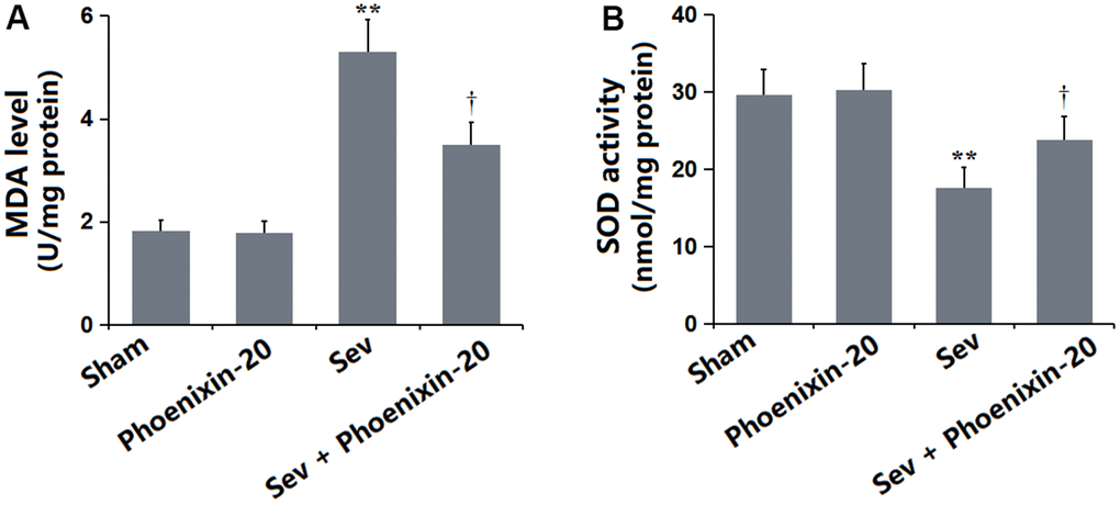 Phoenixin-20 mitigated the oxidative stress in the hippocampus tissue of Sev-treated rats. (A) MDA level (nmol/mg protein). (B) SOD activity (U/mg protein) (n=6, *, **, P or 0.01 vs. sham group; †, ††, P0.05 or 0.01, vs. Sev group).
