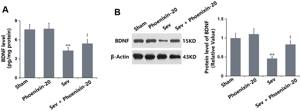 Phoenixin-20 increased the level of BDNF in the hippocampus tissue of Sev-treated rats. (A) BDNF level in the hippocampus tissue (pg/mg protein). (B) Protein level of BDNF was measured by Western blotting (n=6, *, **, P or 0.01 vs. sham group; †, ††, P0.05 or 0.01, vs. Sev group).