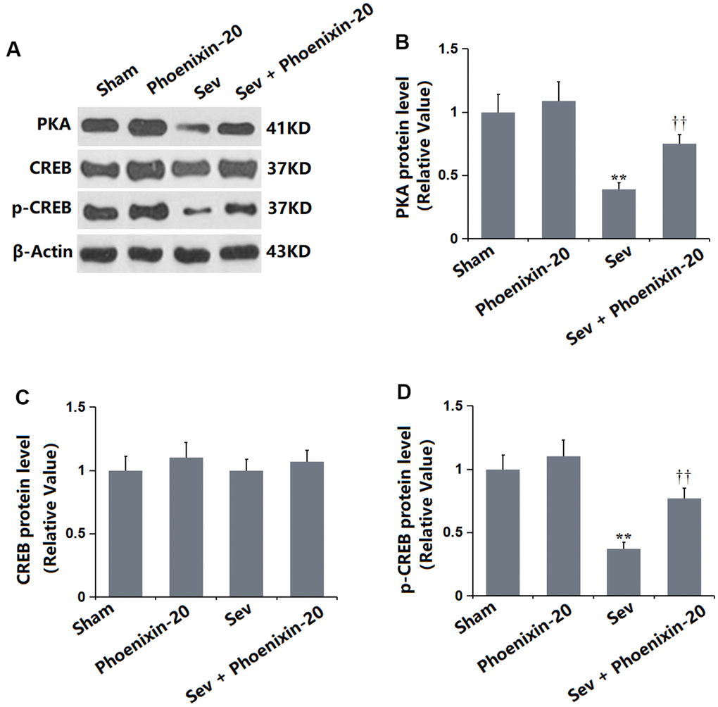 Phoenixin-20 activated the PKA/CREB signaling in the hippocampus tissue of Sev-treated rats. (A) Protein level was determined using western blots. Analysis of (B) PKA; (C) CREB; (D) Protein level of p-CREB (n=6, *, **, PP