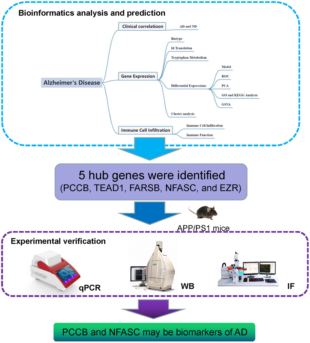 Flow diagram. The study utilized a systematic framework to investigate the role of tryptophan metabolism-related genes in Alzheimer’s disease (AD).