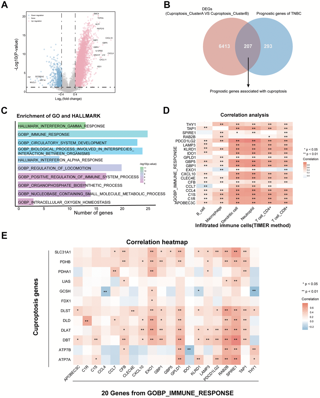 A novel cuproptosis-associated immune risk model for prediction of ...