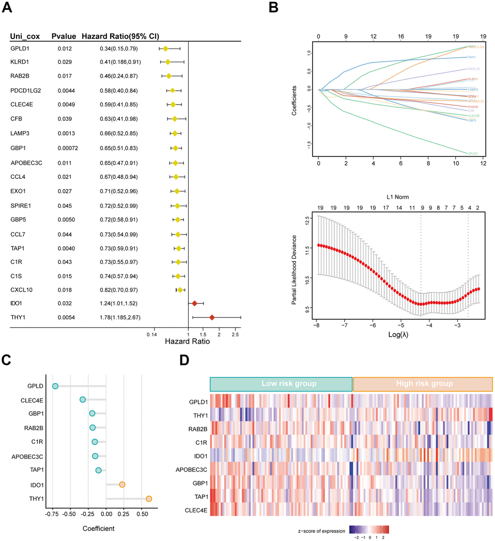 A novel cuproptosis-associated immune risk model for prediction of ...