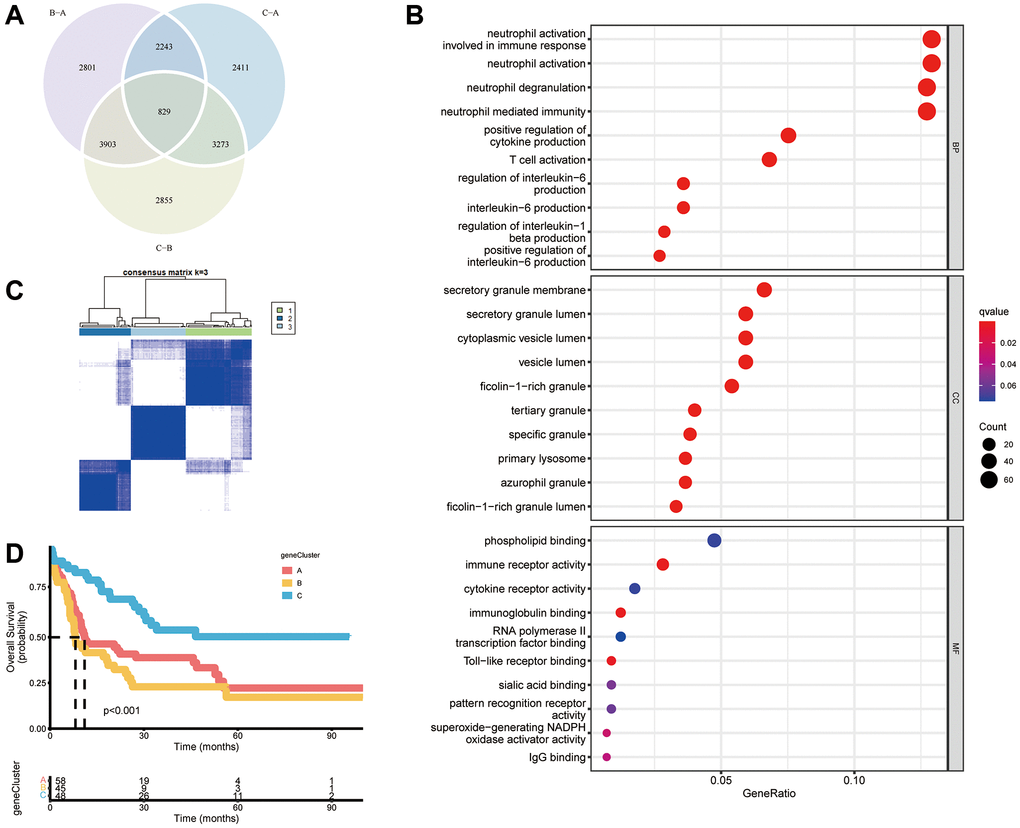 Construction of gene subtypes based on DEGs. (A) Venn diagram of 829 necroptosis-related DEGs among three necroptosis clusters. (B) Analyses of functional enrichment of DEGs using the GO database. (C) Three gene clusters were categorized by a consensus matrix heatmap (k = 3). (D) Kaplan–Meier curves of overall survival for three gene clusters (P 