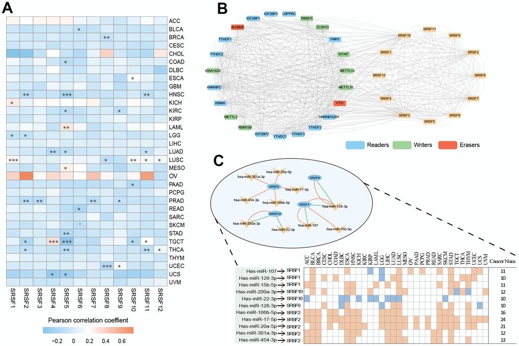 DNA methylation, m6A modification and miRNA regulations of SRSFs. (A) Heatmap demonstrating the correlation between DNA methylation level within promoters and SRSFs mRNA expression in each cancer type. (B) m6A-SRSFs protein-protein interaction network showing m6A regulators interacted with SRSFs frequently. (C) miRNA–SRSF interaction network and heatmap demonstrating miRNA-SRSF pairs displayed different correlation directions in different cancer contexts. Red represents a positive correlation, and green represents a negative correlation.