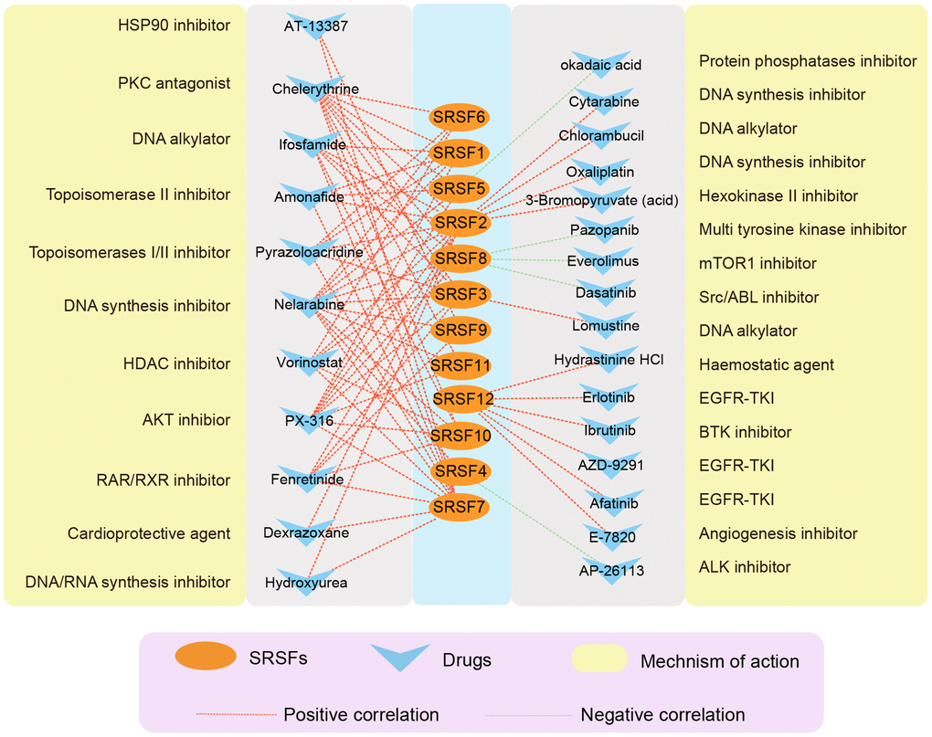 The correlation network showing the association of SRSFs to drug sensitivity. Red represents a positive correlation, and green represents a negative correlation.