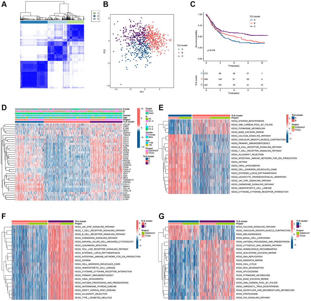 Identification of TLS subgroups in GC. (A) Results of unsupervised clustering analysis. (B) PCA results of three clusters. (C) KM curves of three clusters. (D) Heat map of TLS-RGs expression in three clusters. (E) Enrichment analysis of differential genes between cluster A and cluster B. (F) Enrichment analysis of differential genes between cluster A and cluster B. (G) Enrichment analysis of differential genes between cluster A and cluster B.