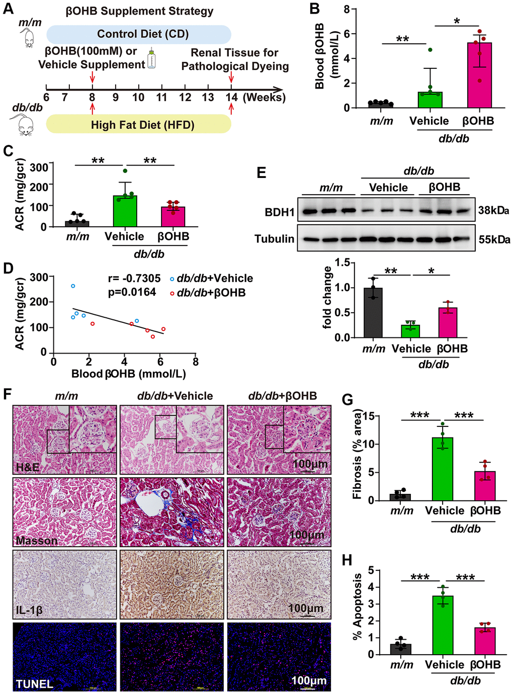 βOHB supplementation alleviates the progression of DKD. (A) Schematic diagram illustrating the animal experimental design. During the experiment, m/m mice were fed with CD, while db/db mice were fed with HFD. Eight-week-old male db/db mice were randomized to receive vehicle or βOHB, which was dissolved in drinking water at a final concentration of 100 mM. Mice were euthanized at six weeks after βOHB intervention. (B) Blood level of βOHB in mice from indicated groups (n = 5 per group). (C) Urinary ACR values of mice from indicated groups (n = 5 per group). (D) Negative correlation between serum βOHB level and ACR in db/db mice with vehicle and βOHB treatment. (E) Representative WB image showing the protein level of BDH1 in the kidneys of indicated groups. (F) Representative photomicrographs of H&E, Masson, IHC (IL-1β), and TUNEL staining showing the pathological changes in the kidneys of indicated groups. (G) Quantification of the fibrosis area in the kidneys of indicated groups (n = 4 per group). (H) Quantification of apoptosis-positive cells in the kidneys of indicated groups (n = 4 per group). All results are representative of three independent experiments. In B and C, values are presented as median (interquartile range). In E, G, and H, values are presented as mean ± standard deviation. Bar: 100 μm in F. Abbreviations: CD: control diet; HFD: high fat diet; ACR: albumin-to-creatinine ratio; BDH1: β-hydroxybutyrate dehydrogenase 1; βOHB: β-hydroxybutyrate; DKD: diabetic kidney disease; WB: western blot; H&E: hematoxylin and eosin; IHC: immunohistochemistry. *P **P ***P 