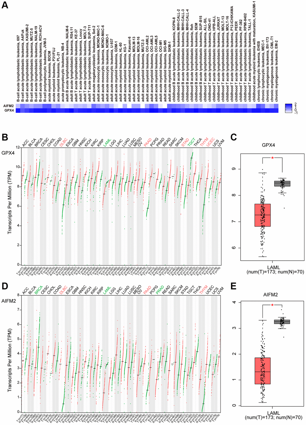 The expression of GPX4 and AIFM2 in leukemia cell lines (A) and cancer types (B–E).