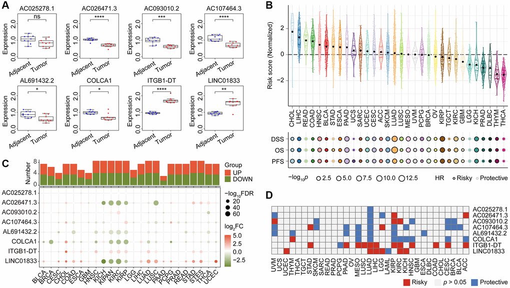 The qRT-PCR validation of expression pattern of CoCuLncSig lncRNAs in human tissues and the prognostic potential assessments of CoCuLncSig by pan-cancer analysis. (A) Boxplots showing the expression of CoCuLncSig lncRNAs measured by qRT-PCR in LUAD and adjacent tissues. (B) CoCuLncSig score distribution in pan-cancer and its impact on overall survival, disease specific survival, and progression free survival of each cancer type. (C) Heatmap depicts the variance in expression of CoCuLncSig lncRNAs between normal and tumor tissues across pan-cancer. The histogram at the top illustrates the count of genes exhibiting significant differential expression. Genes that are markedly upregulated and downregulated are identified with red and green markers, respectively. (D) Heatmap shows the prognostic ability of CoCuLncSig lncRNAs in pan-cancer. CoCuLncSig: copper homeostasis and cuproptosis regulated lncRNA signature.