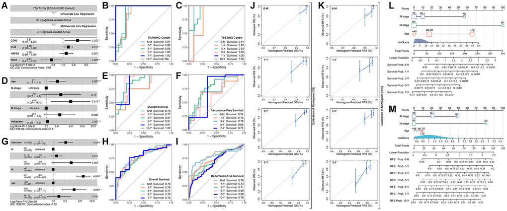 ARGs-based prognosis prediction model. (A) Multiple gene risk model in TCGA cohort, and its ROC analysis in (B) training cohort and (C) testing cohort. (D) Prognosis prediction model constructed with clinical characteristics and multiple gene riskscore, and its ROC analysis of (E) overall survival and (F) Recurrence free survival. (G) Prognosis prediction model constructed with clinical characteristics and multiple gene riskscore, and its ROC analysis of (H) overall survival and (I) Recurrence free survival, in GSE39582 cohort. Calibration of prognosis prediction model of (J) overall survival and (K) Recurrence free survival. Nomogram of (L) overall survival and (M) Recurrence free survival.