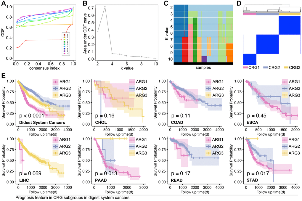 Supervised machine learning recognizes subpopulations in digest system cancer. (A–D) Consensus cluster analysis identifies three ARG subpopulations by ConsensusClusterPlus package in R4.2.0 (E) K-M analysis explores prognosis differences amongst ARG subpopulations, in which it shows significance in whole cohort of digest system cancers, PAAD cohort and STAD cohort.