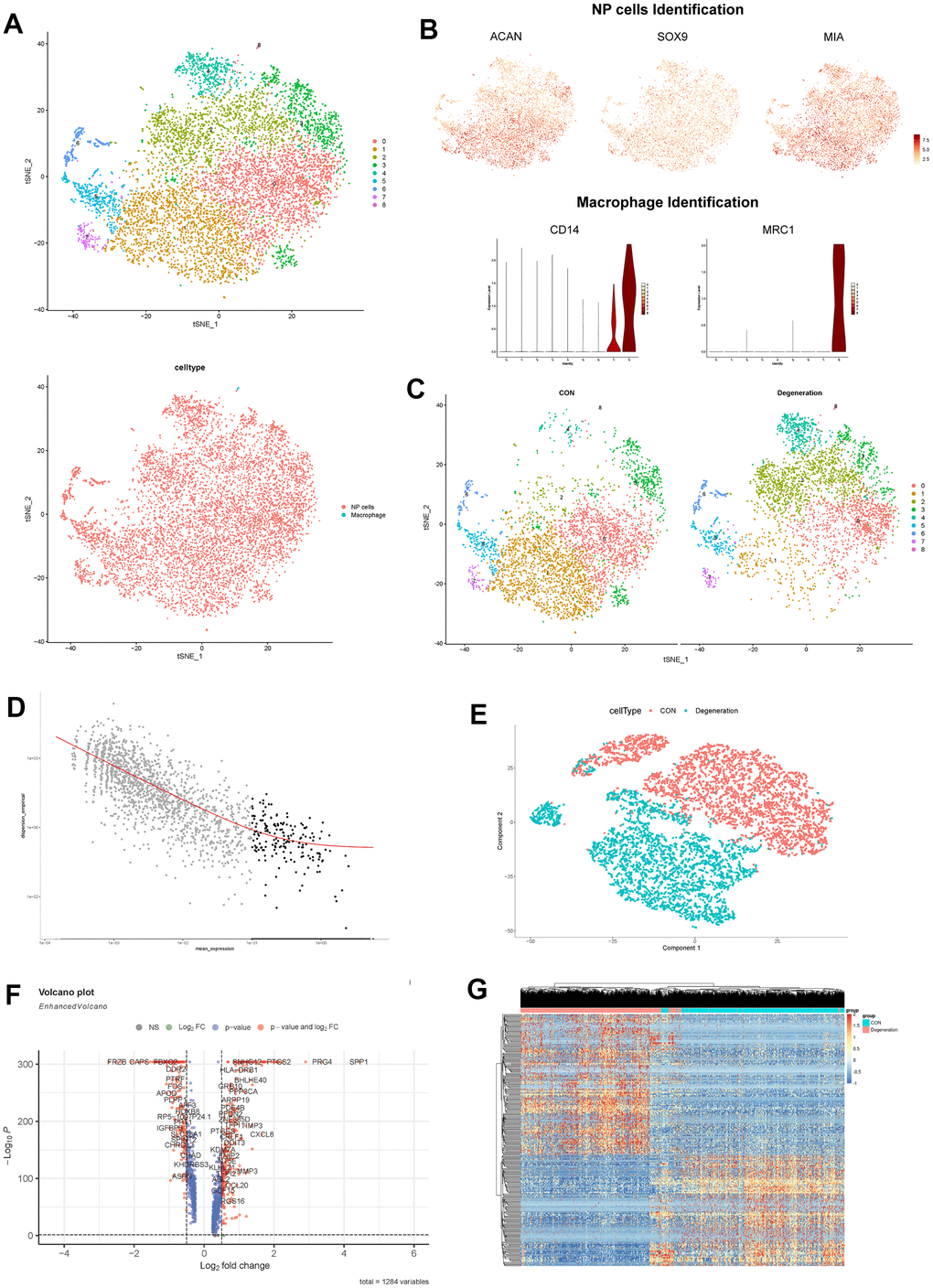 (A) tSNE visualization of all cells in NP tissues after sample integration, 9 clustered were generated. (B) Dot plot showing the NP cells marker genes ACAN, SOX9 and MIA within tSNE map; and violin plot showing the expression of macrophage marker genes CD14 and MRC1. (C) tSNE visualization of all cells in NP tissues between degeneration and non-degeneration group. (D) Selection of the most variable genes for monocle analysis. (E) PCA dimensional reduction by monocle algorithm between degeneration and non-degeneration group. (F) Volcano scatter plot of the genes analyzed by monocle method. (G) Hierarchical clustering heatmap of the analyzed DEGs in each cell.