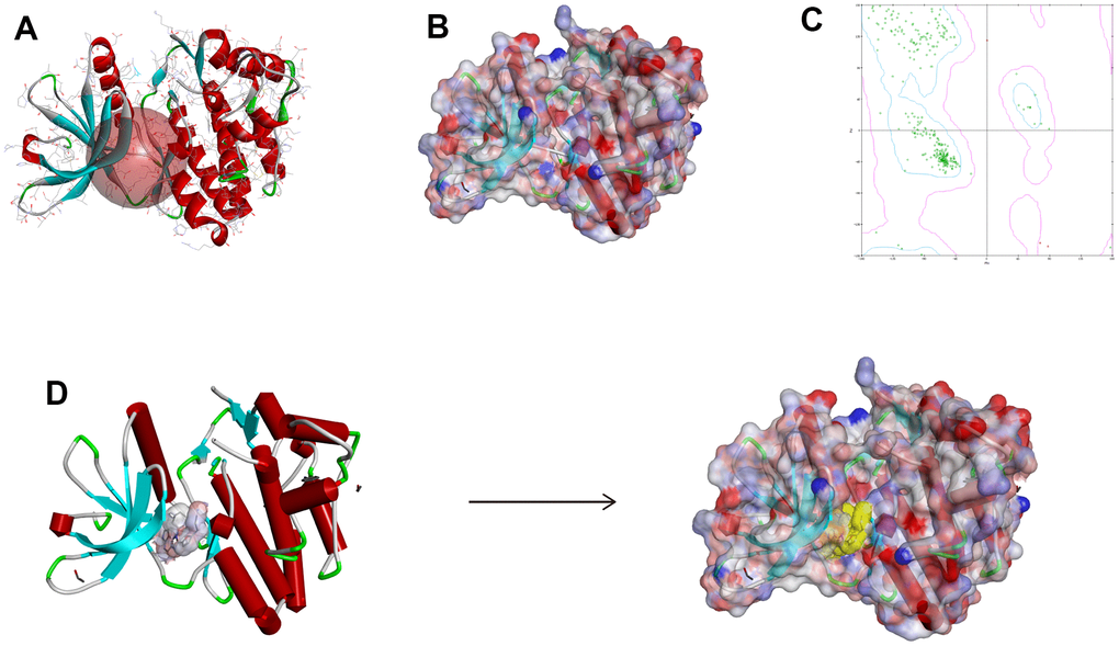 The chemical structure of Janus kinase 3 (JAK3). (A) Initial crystal structure of JAK3 with active binding sphere addition. (B) Macromolecule with surface binding region surrounded, red indicated positive charge and blue indicated negative charge. (C) The Ramachandran chart of JAK3 macromolecule. (D) Docking structure model of FM-381-JAK3 complex.